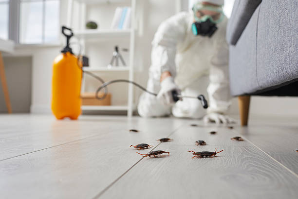 Post-Treatment Bed Bug Interceptor Monitoring in Pelican Rapids